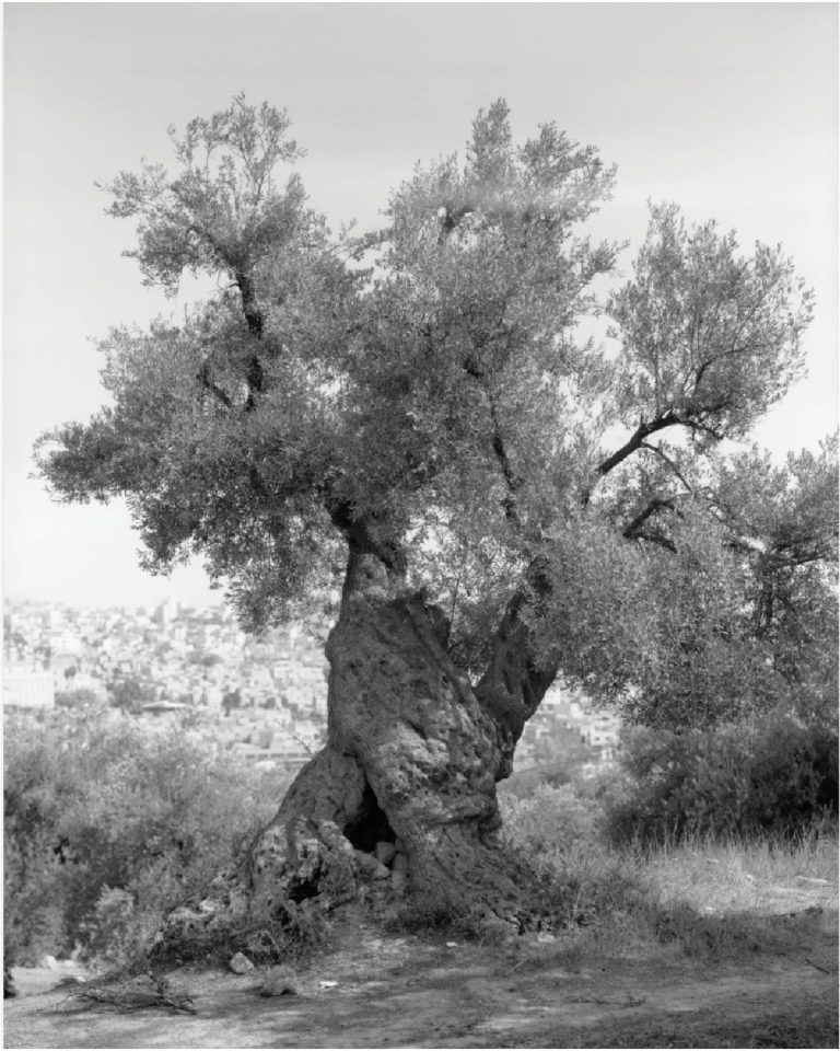 WhatsApp Image 2025-10-19 at 22.36.29