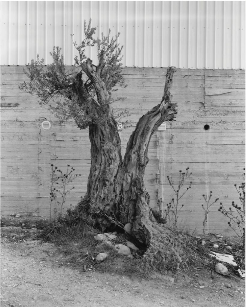 WhatsApp Image 2025-10-19 at 22.36.33